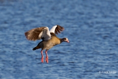 Nijlgans-06_Egyptian-Goose_Alopochen-aegyptiaca