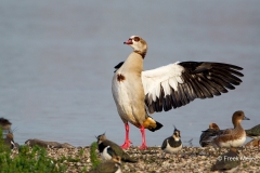 Nijlgans-07_Egyptian-Goose_Alopochen-aegyptiaca_49C5210