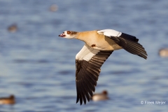 Nijlgans-08_Egyptian-Goose_Alopochen-aegyptiaca_49C7736_1