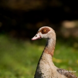 Nijlgans-09_Egyptian-Goose_Alopochen-aegyptiaca_11I9277