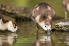 Nijlgans-11_Egyptian-Goose_Alopochen-aegyptiaca_11I9288