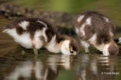 Nijlgans-13_Egyptian-Goose_Alopochen-aegyptiaca_11I9289