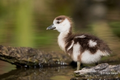 Nijlgans-14_Egyptian-Goose_Alopochen-aegyptiaca_11I9298