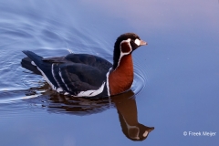 Roodhalsgans-07_Red-breasted-Goose_Branta-ruficollis_P5A4828