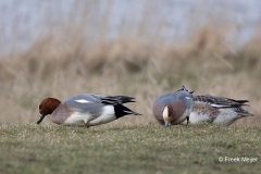 Smient-13_Eurasian-Wigeon_Anas-penelope_AD9A1562