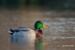 Wilde-Eend-01_Mallard_Anas-platyrhynchos_BZ4T1744_2