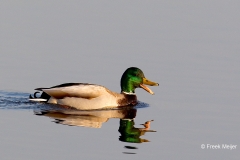 Wilde-Eend-03_Mallard_Anas-platyrhynchos_49C4568_1