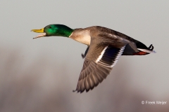 Wilde-Eend-04_Mallard_Anas-platyrhynchos_49C7777_1