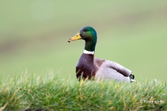 Wilde-Eend-08_Mallard_Anas-platyrhynchos_BZ4T0268