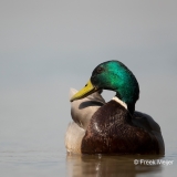 Wilde-Eend-09_Mallard_Anas-platyrhynchos_11I0425