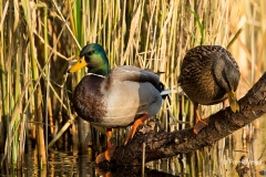 Wilde-Eend-10_Mallard_Anas-platyrhynchos_BZ4T3246