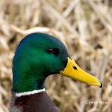 Wilde-Eend-12_Mallard_Anas-platyrhynchos_BZ4T8806_1