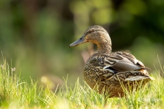 Wilde-Eend-13_Mallard_Anas-platyrhynchos_11I7812