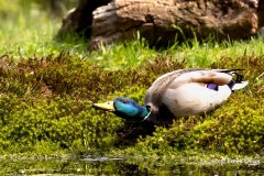 Wilde-Eend-14_Mallard_Anas-platyrhynchos_AD9A2830