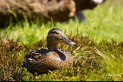 Wilde-Eend-15_Mallard_Anas-platyrhynchos_AD9A2854