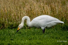 Wilde-Zwaan-07_Whooper-Swan_Cygnus-cygnus_11I8579