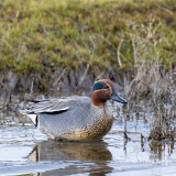 Wintertaling-10_Eurasian-Teal_Anas-crecca_AD9A1725