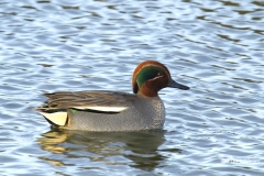 Wintertaling-12_Eurasian-Teal_Anas-crecca_IMG_8031