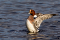 Smient-06_Eurasian-Wigeon_Anas-penelope_A49C4099
