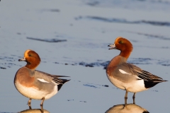Smient-07_Eurasian-Wigeon_Anas-penelope_A49C4178_1