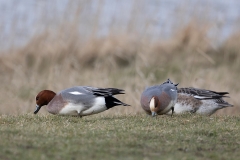 Smient-13_Eurasian-Wigeon_Anas-penelope_AD9A1562