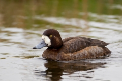 Topper-02_Greater-Scaup_Aythya-marila_49C1402