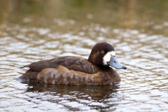 Topper-03_Greater-Scaup_Aythya-marila_49C1425
