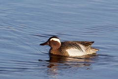 Zomertaling-05_Garganey_Anas-querquedula_