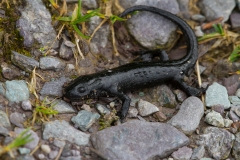Alpensalamander_Alpine-salamander_Salamandra-atra_MG_2035