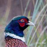 Fazant-01_Common-Pheasant_Phasianus-colchicus_BZ4T7348