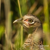 Fazant-02_Common-Pheasant_Phasianus-colchicus_49C7808