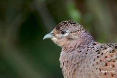 Fazant-03_Common-Pheasant_Phasianus-colchicus_11I4707