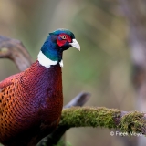 Fazant-05_Common-Pheasant_Phasianus-colchicus_Z4T1237