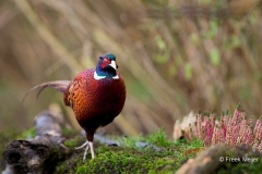 Fazant-06_Common-Pheasant_Phasianus-colchicus_Z4T1248