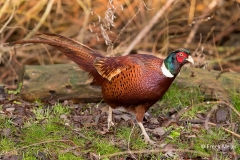 Fazant-07_Common-Pheasant_Phasianus-colchicus_11I2282