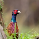 Fazant-08_Common-Pheasant_Phasianus-colchicus_11I4397