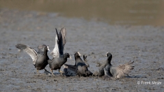 Meerkoet-06_Eurasian-Coot_Fulica-atra_11I0726