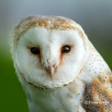 Kerkuil-01_Western-Barn-Owl_Tyto-alba_IMG_5875