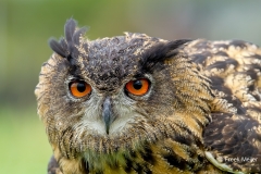 Oehoe-04_Eurasian-Eagle-Owl_IBubo-bubo_IMG_5879