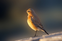 Tapuit-10_Northern-Wheatear_Oenanthe-oenanthe_P5A4585