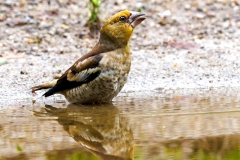 Appelvink-98_Hawfinch_Coccothraustes-coccothraustes_P5A4288