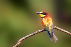 Bijeneter-54_European-Bee-eater_Merops-apiaster_P5A3693