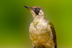 Groene-Specht-26_-European-Green-Woodpecker_Picus-viridis_P5A3937