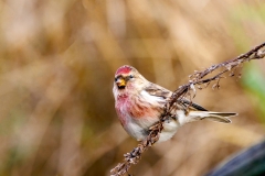 Grote-Barmsijs-21_Mealy-Redpoll_Acanthis-flammea_P5A5051