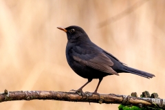 Merel-25_Common-Blackbird_Turdus-merula_P5A5001