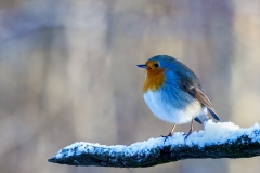 Roodborst-36_European-Robin_P5A5109