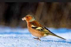 Vink-47_Common-Chaffinch_Fringilla-Coelebs_P5A5264