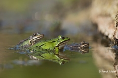 Grote-Groene-Kikker-05_Marsh-Frog_Pelophylax-ridibundus_BZ4T0934_1