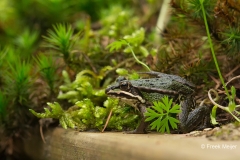 Grote-Groene-Kikker-06_Marsh-Frog_Pelophylax-ridibundus_BZ4T0495