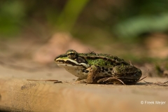 Grote-Groene-Kikker-08_Marsh-Frog_Pelophylax-ridibundus_BZ4T0680